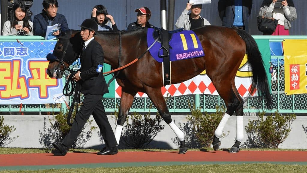 故郷で繁殖入りした統一G1馬ファッショニスタ