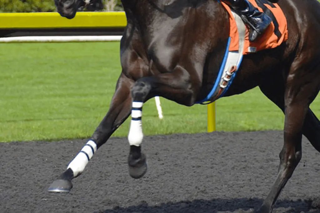 【カペラステークス予想2022】最終追い切り・調教内容が高評価の馬トップ3は?