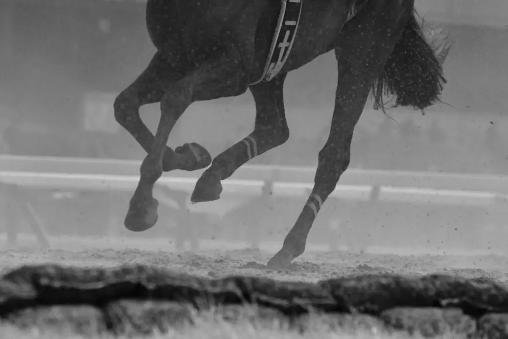 【東京盃2025予想】短距離界の主役候補ヤマニンチェルキ、南関デビュー戦で試される実力