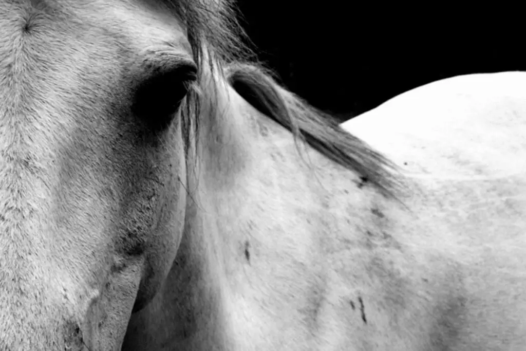 【JRAアルテミスS予想】白毛馬マルガは危険な人気馬か?試される“名牝の血”