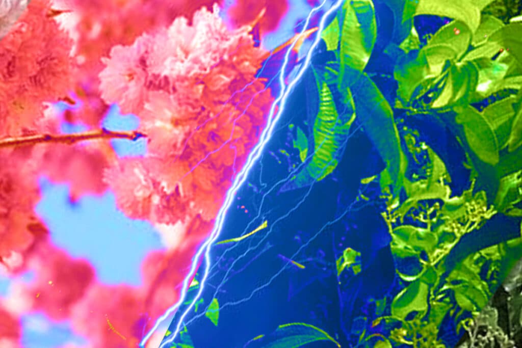 【秋華賞2021】“桜”の女王か?“樫”の女王か?