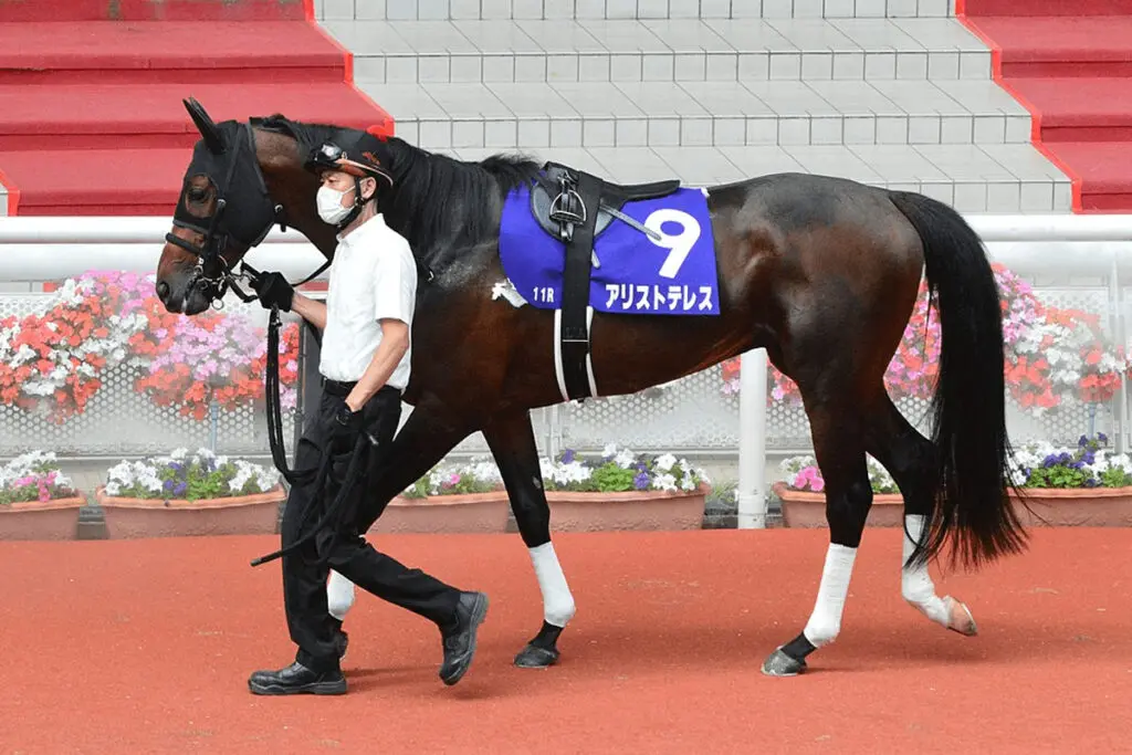 【鳴尾記念2024予想】三冠馬コントレイルを一番焦らせた古豪アリストテレス、完全復活の期待十分