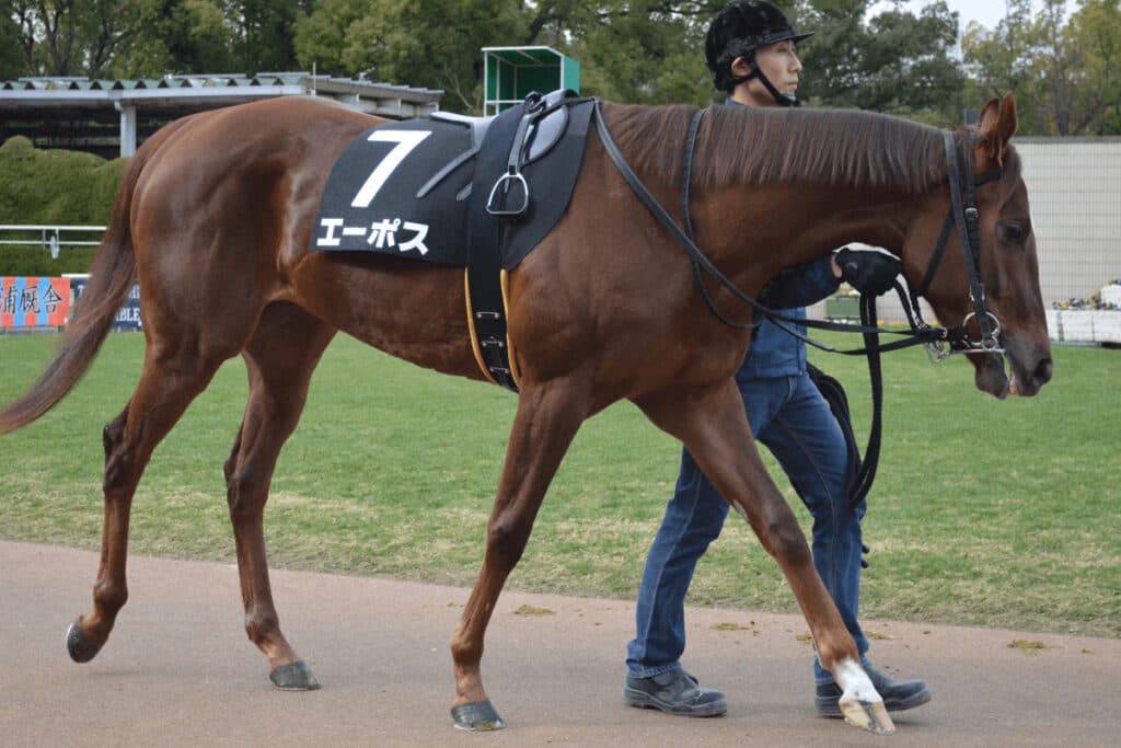 【シルクロードS予想2022】5歳にして更に成長を続けるエーポス、初の重賞獲りへ