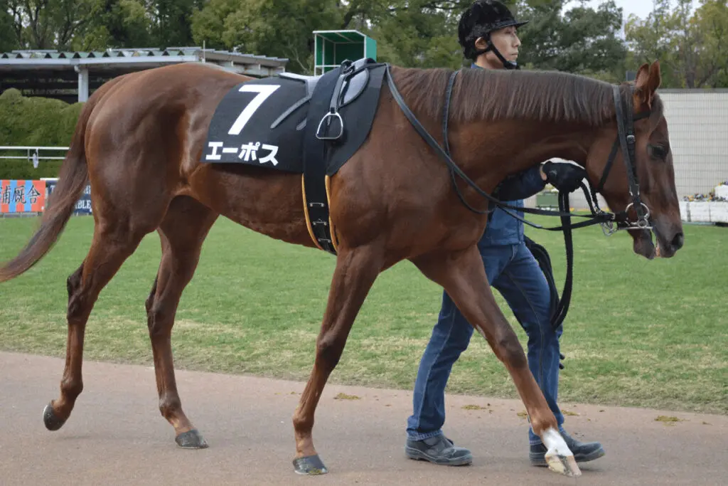 【シルクロードS予想2022】5歳にして更に成長を続けるエーポス、初の重賞獲りへ
