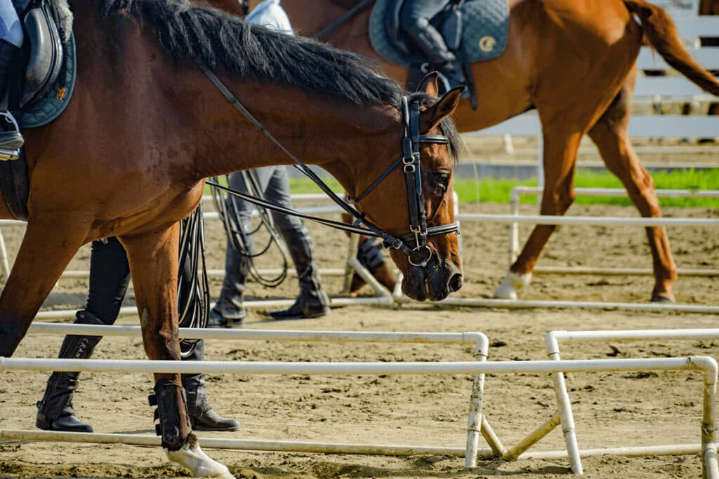 【共同通信杯2025予想】最終追い切り・調教内容が高評価の馬3頭をピックアップ
