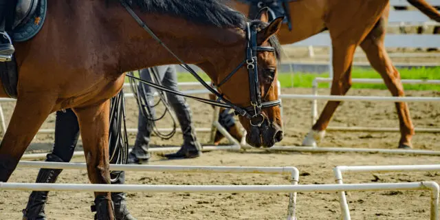 【共同通信杯2025予想】最終追い切り・調教内容が高評価の馬3頭をピックアップ