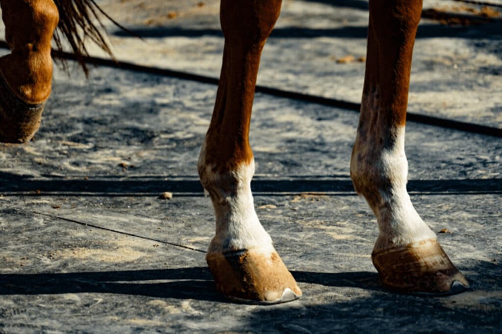 【オクトーバーステークス予想2025】連覇狙うボーンディスウェイ、巻き返し必至