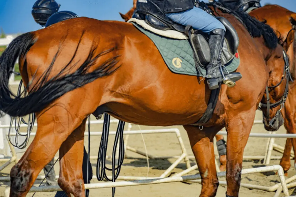 【マイラーズカップ予想2022】最終追い切り・調教内容が高評価の馬トップ3は?