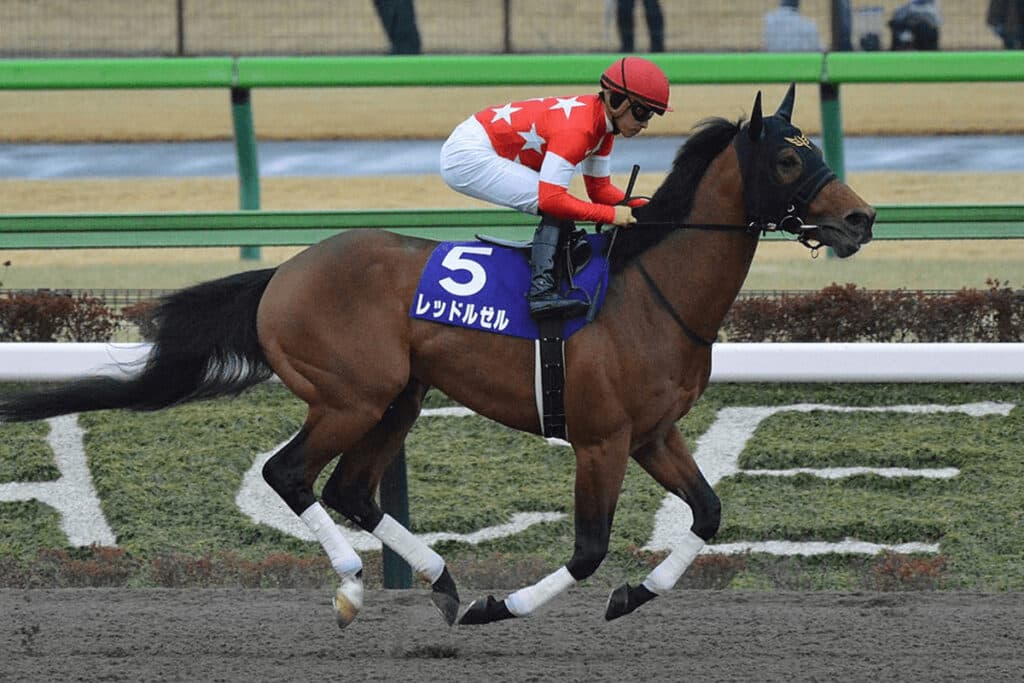 【ドバイゴールデンシャヒーン予想2022】レッドルゼル、昨年以上の好条件!