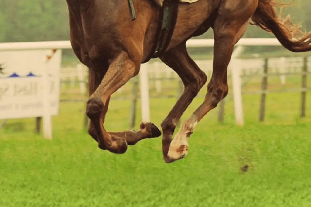 【カンナS予想2024】逃げ馬2頭に人気集中なら狙いは差し馬か?