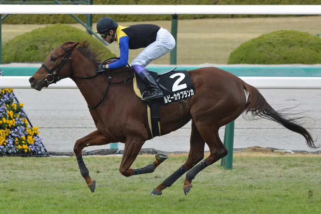 【クイーンS予想2022】ルビーカサブランカ、新コンビでスランプ脱出なるか?