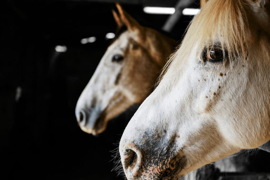 【薩摩ステークス予想2024】狙いはドレフォン産駒の4歳牡馬2頭