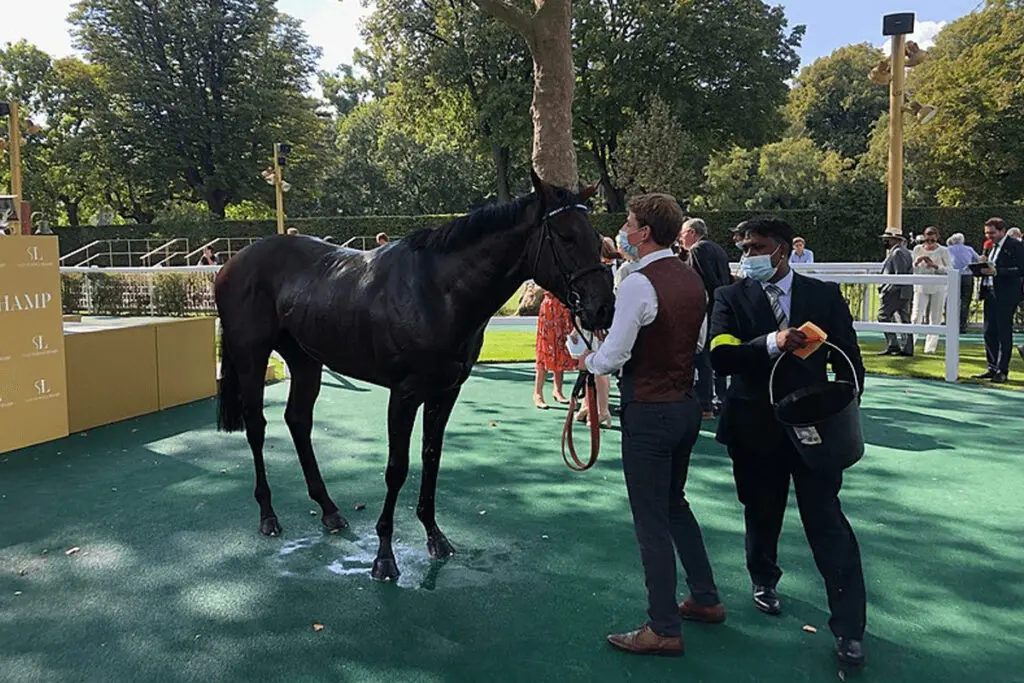 【凱旋門賞2022】バーイードが回避「2000mまで」と陣営は判断