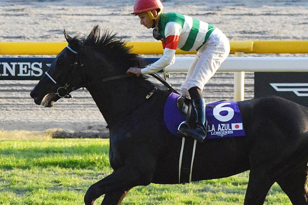 【JRA】ヴェラアズールが屈腱炎で引退、種牡馬入り