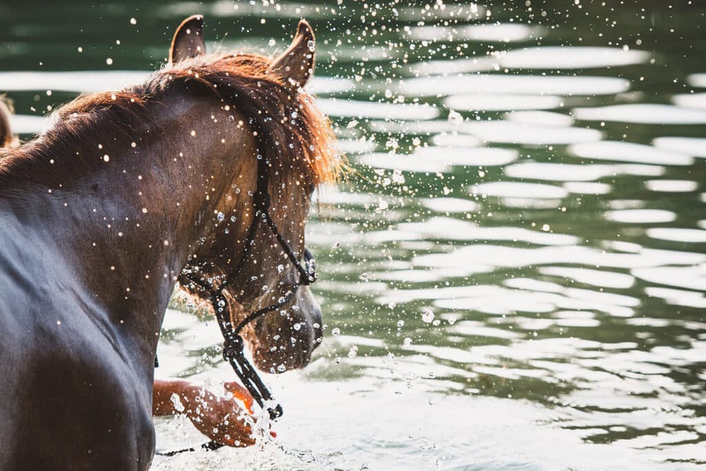 【JRA】ドウデュースはプール調教で順調に調整、初時計も併せ馬で軽快