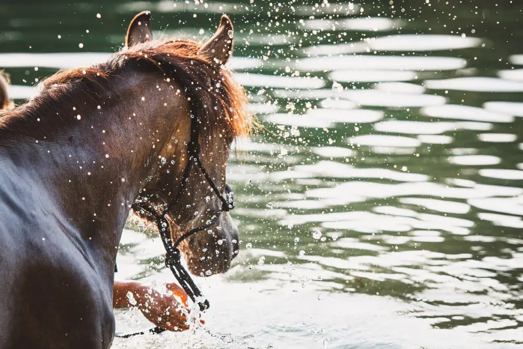 【JRA】ドウデュースはプール調教で順調に調整、初時計も併せ馬で軽快