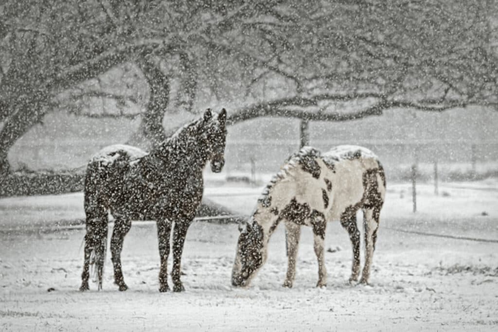 JRAシルクロードS(2023)のサインは“10年に一度の強烈寒波”!推奨馬2頭とは?