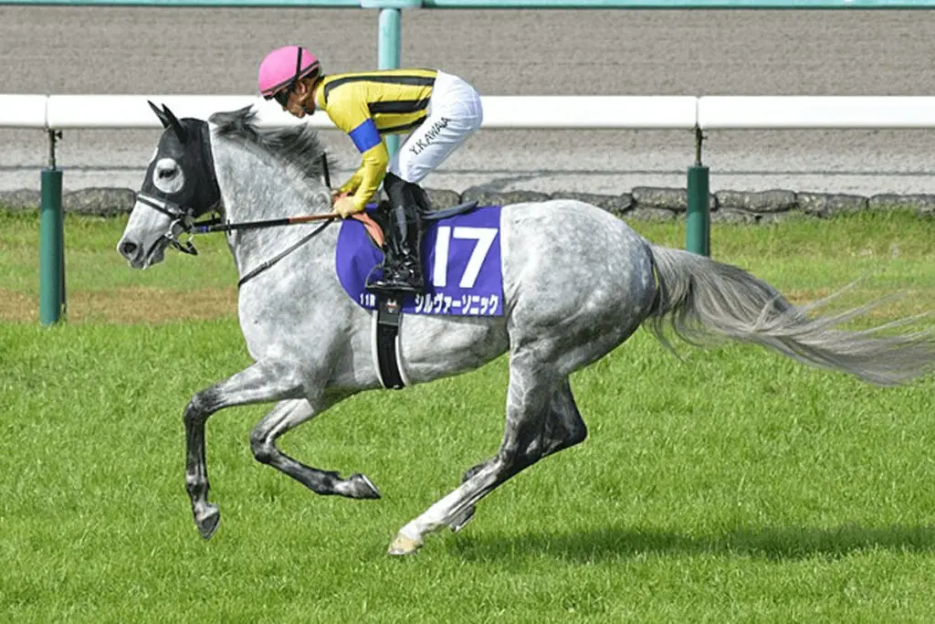 【JRA】シルヴァーソニックは天皇賞・春へ、昨年落馬のリベンジへ
