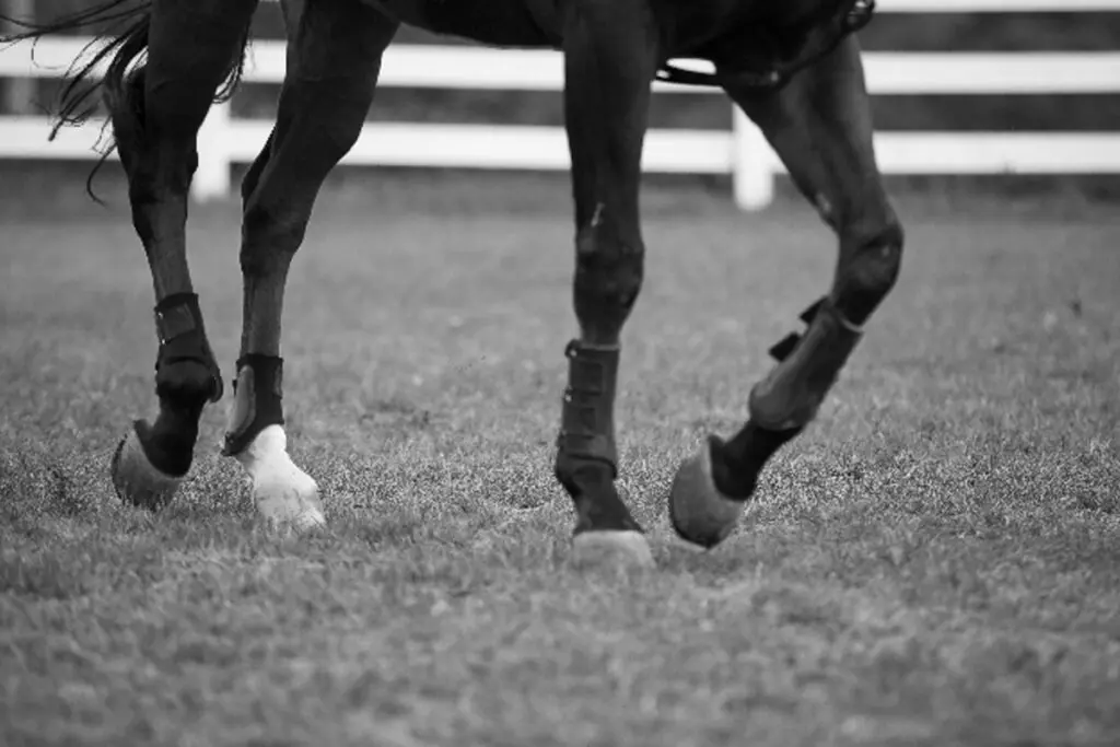 【中京記念2024】アスクワイルドモアとエスコーラの2頭が回避、体調整わず