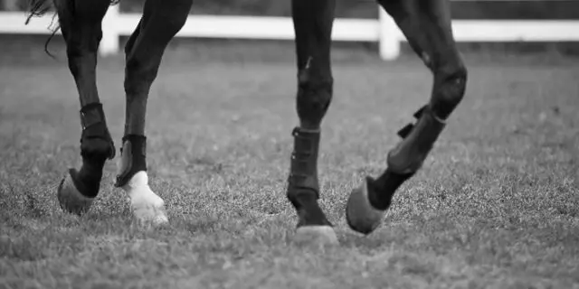 【CBC賞2024】ピューロマジックが回避、重ハンデの55.5kgが理由か