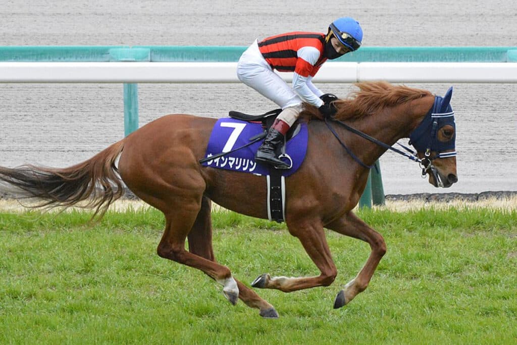 【ブリーダーズC2023】ウインマリリン参戦決定!オールカマーをステップに海外G1・2勝目を狙う