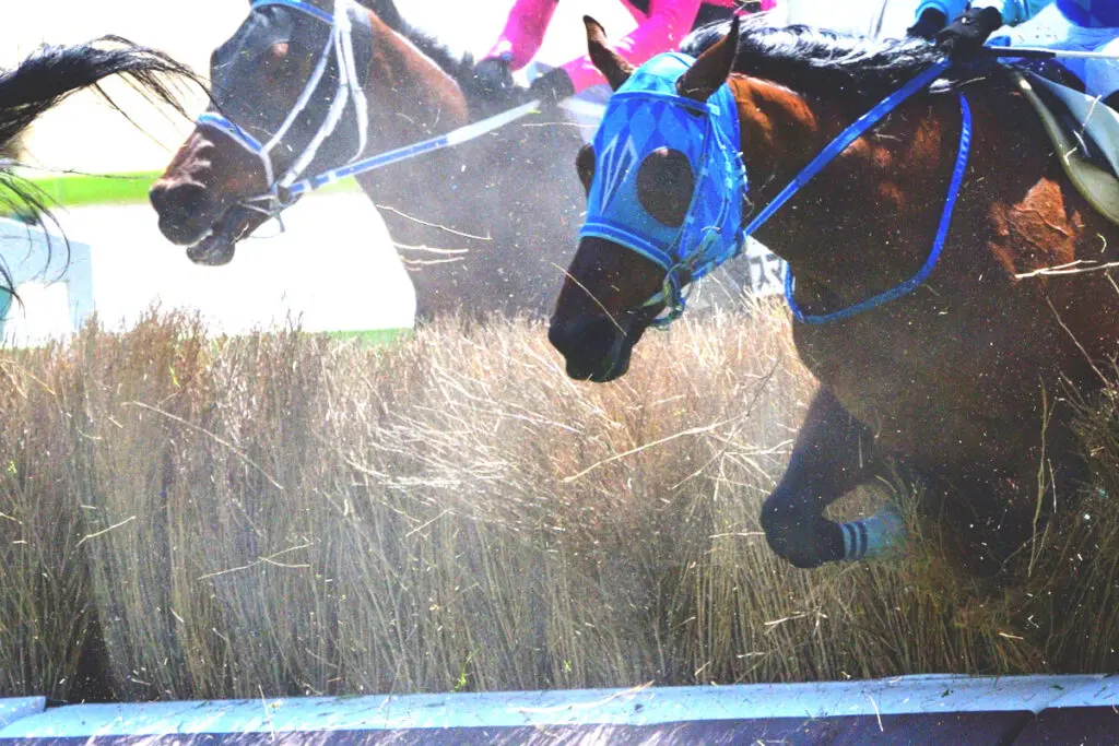 【JRA京都ハイジャンプ予想2024】技量が問われる難度の高い一戦!アサクサゲンキやヴァリアメンテなど出走予定馬を考察