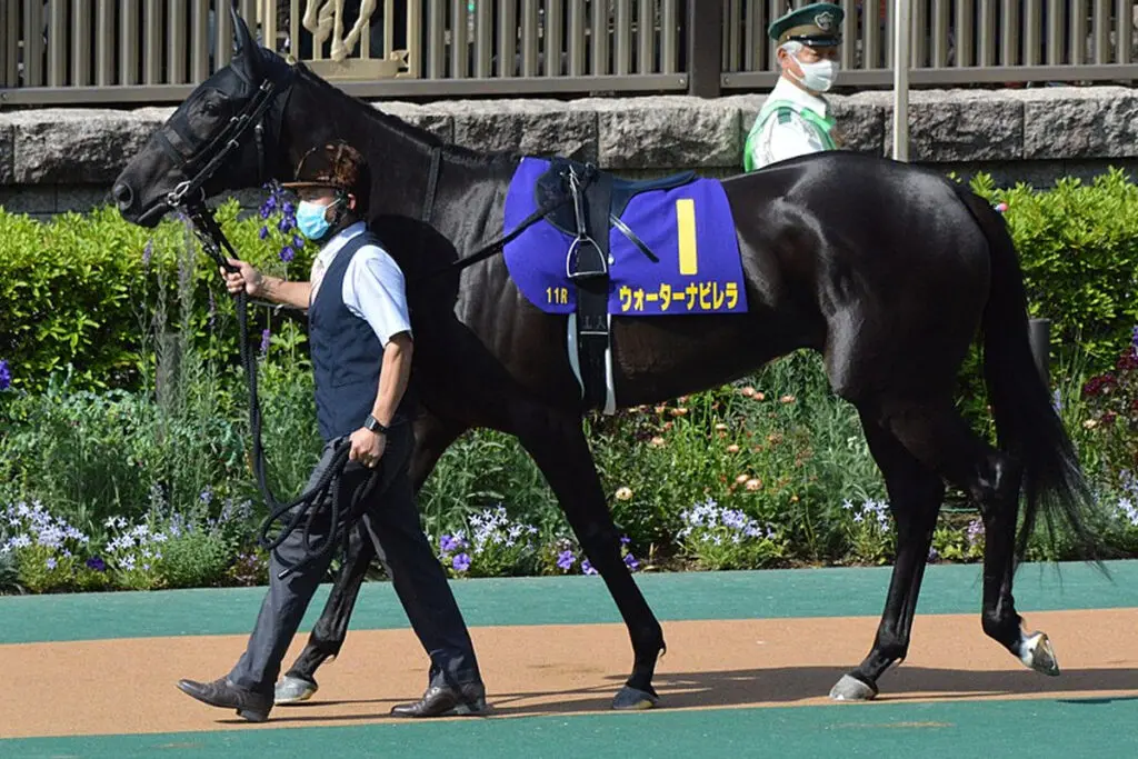 【キーンランドC予想2023】復調気配漂うウォーターナビレラ、U.リスポリ騎手との初コンビで完全復活なるか?