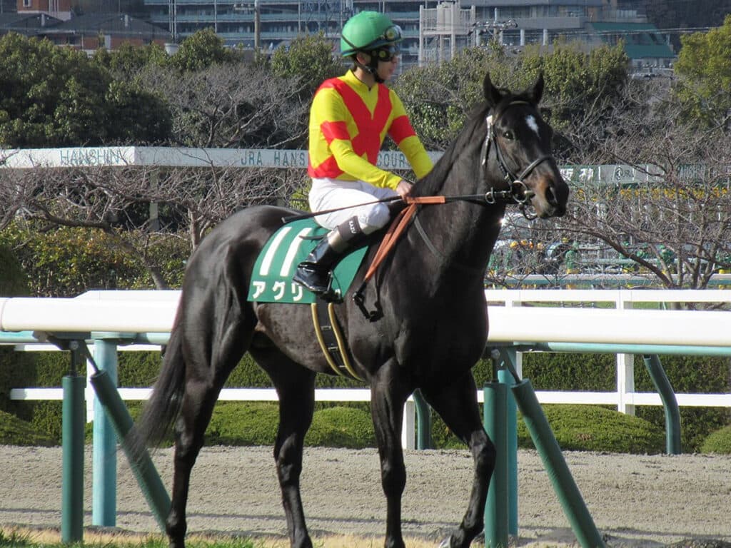 【セントウルS】アグリ✕横山典弘騎手、海外帰り・テン乗りの壁を乗り越えられるか?