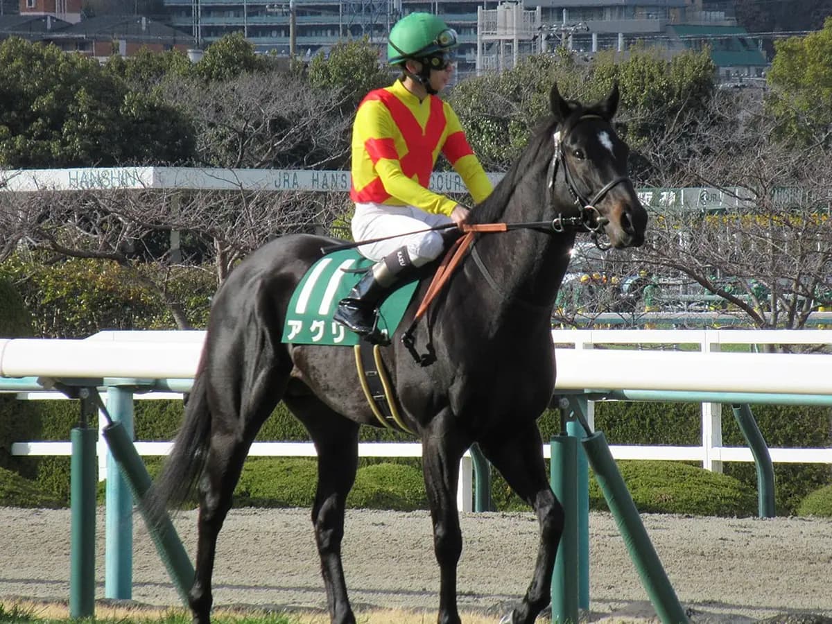 【セントウルS】アグリ✕横山典弘騎手、海外帰り・テン乗りの壁を乗り越えられるか?
