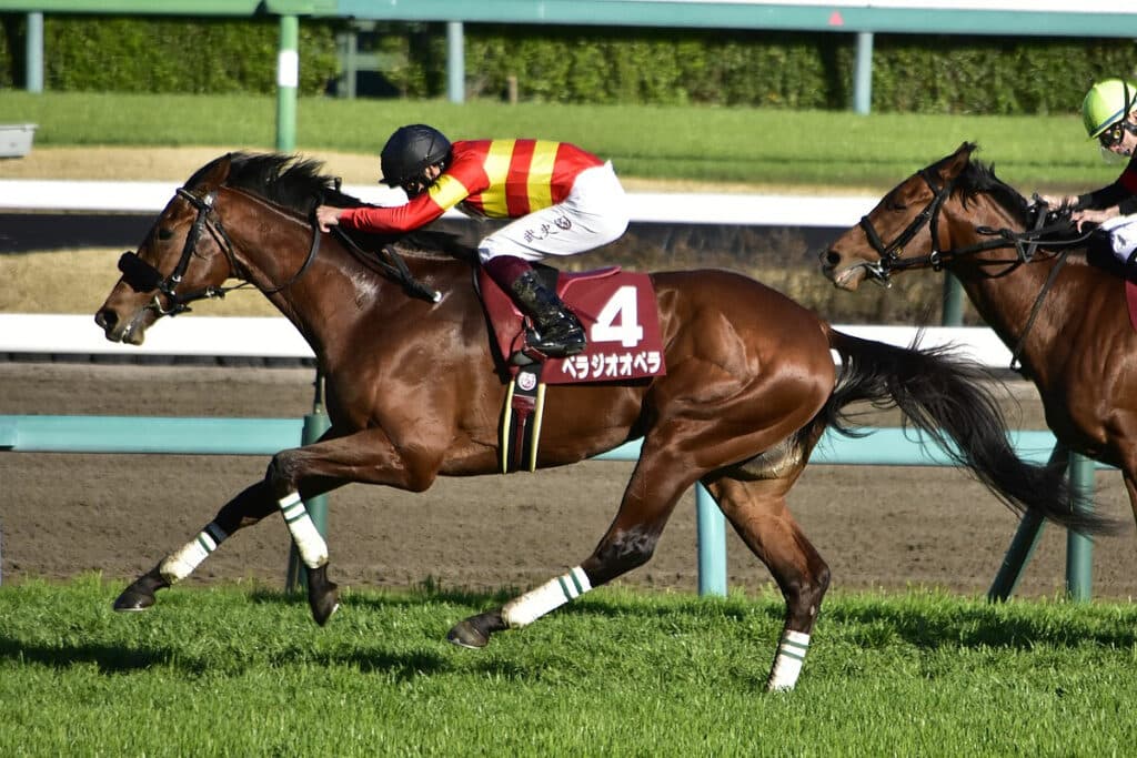 日本ダービー4着のベラジオオペラ、調整遅れで神戸新聞杯を回避