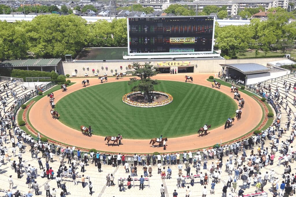【菊花賞2024予想】クラシック最後の一冠!ダノンデサイルやアーバンシックなど出走予定馬を考察