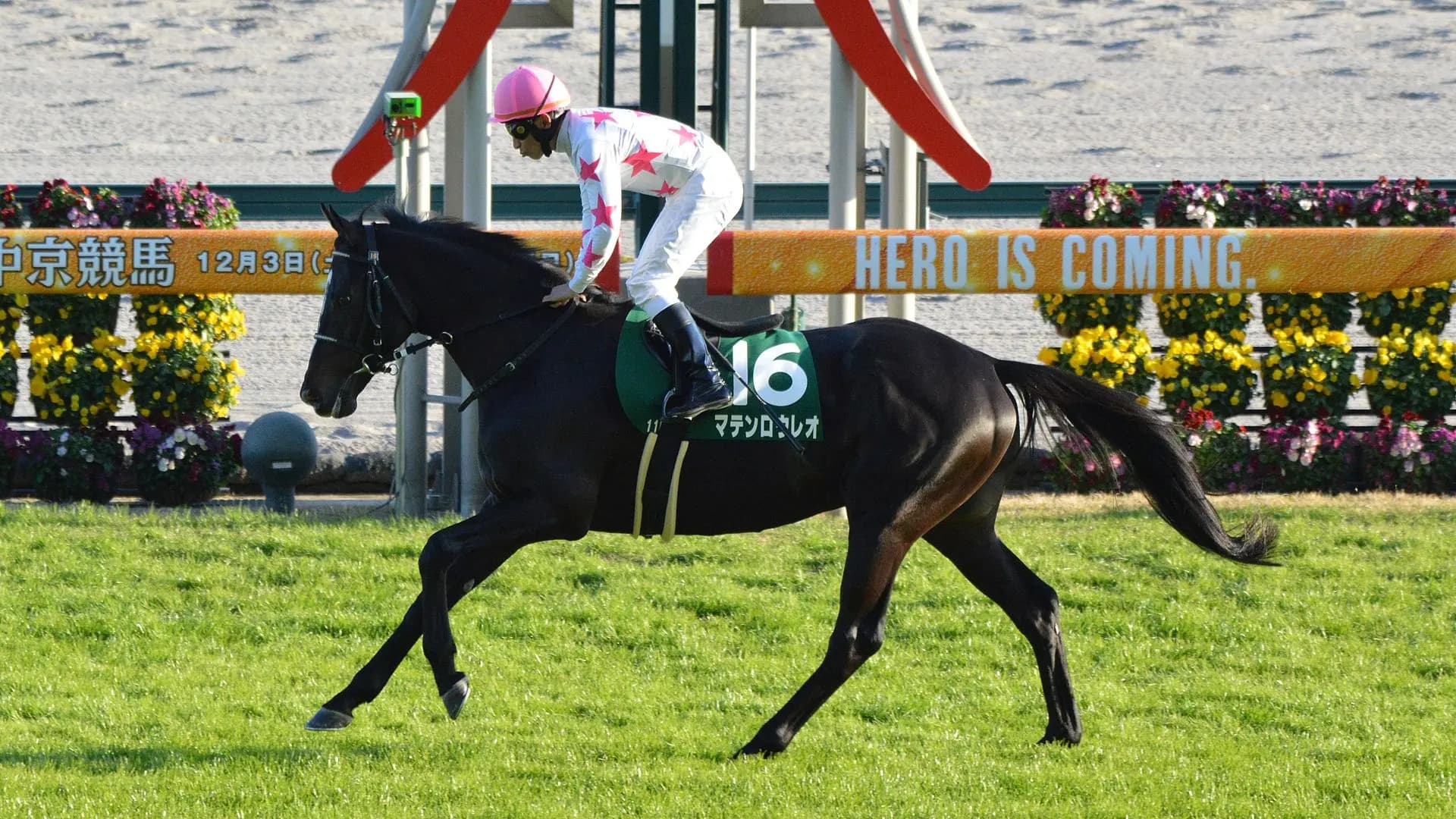 【オールカマー2023予想】良馬場&ハイペースならマテンロウレオ、巻き返しの期待十分