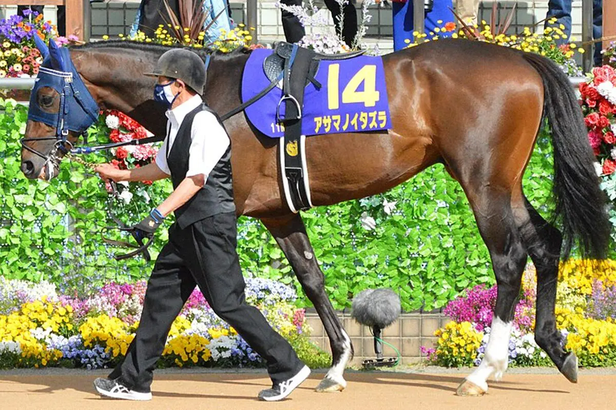 【JRA】アサマノイタズラが引退、今後は乗馬に