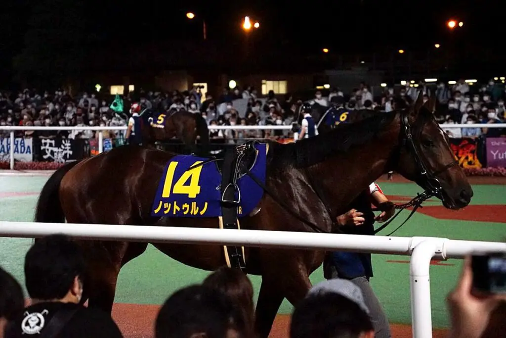 【川崎記念2024予想】勢い上位のノットゥルノ、左回り克服が鍵