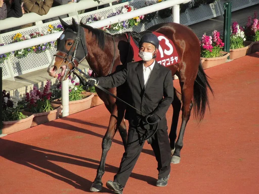 【JRA】スプリングC・2着のママコチャはスプリンターズSを大目標に