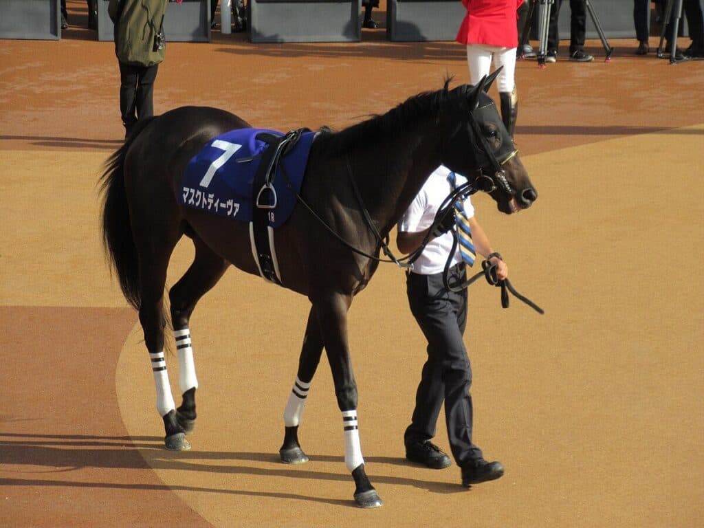 マスクトディーヴァが引退・繁殖入り、屈腱炎を発症したため