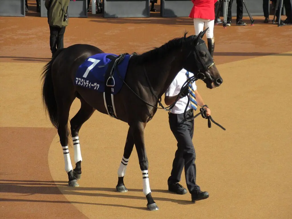 マスクトディーヴァが引退・繁殖入り、屈腱炎を発症したため