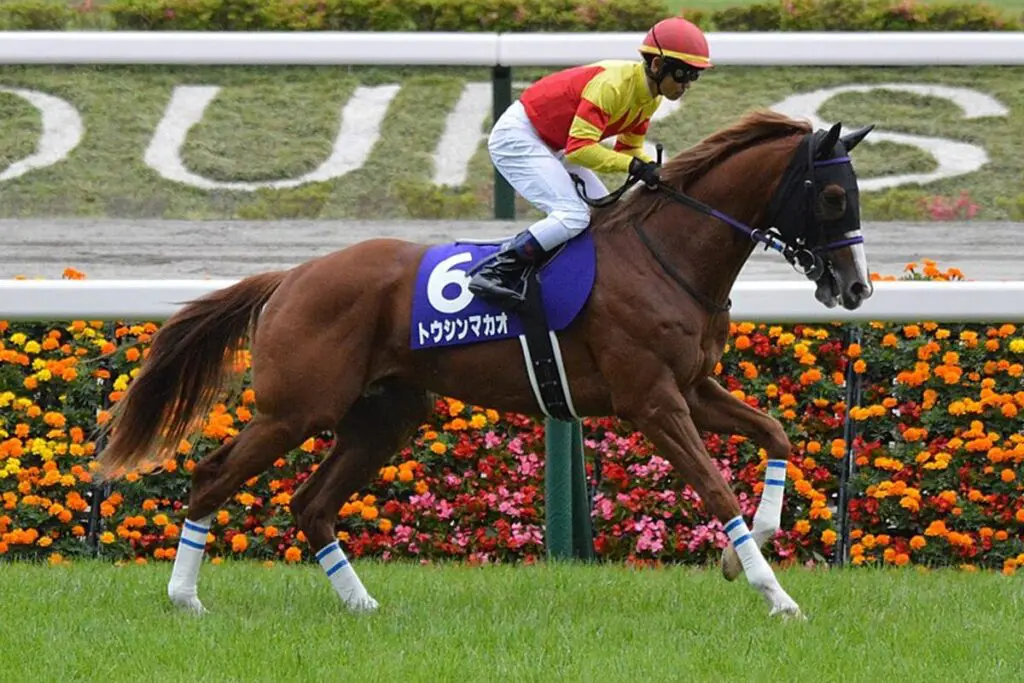 【京王杯スプリングC予想2025】今が充実期のトウシンマカオ、成長した姿で雪辱へ