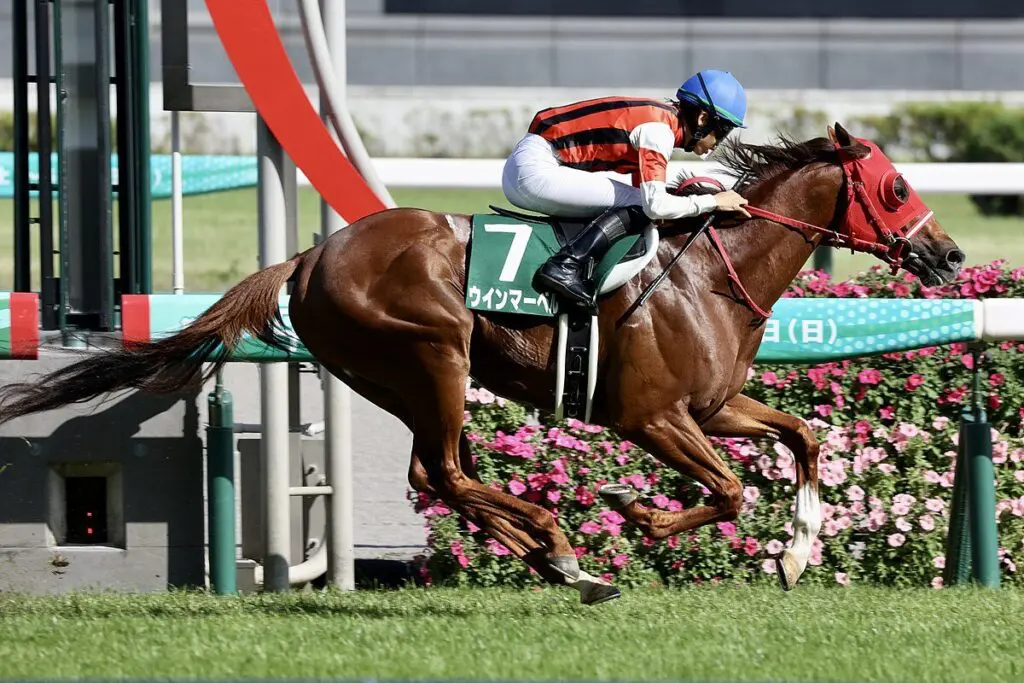 【阪神カップ2024予想】ウインマーベル1400mベストも、G1連戦の反動懸念