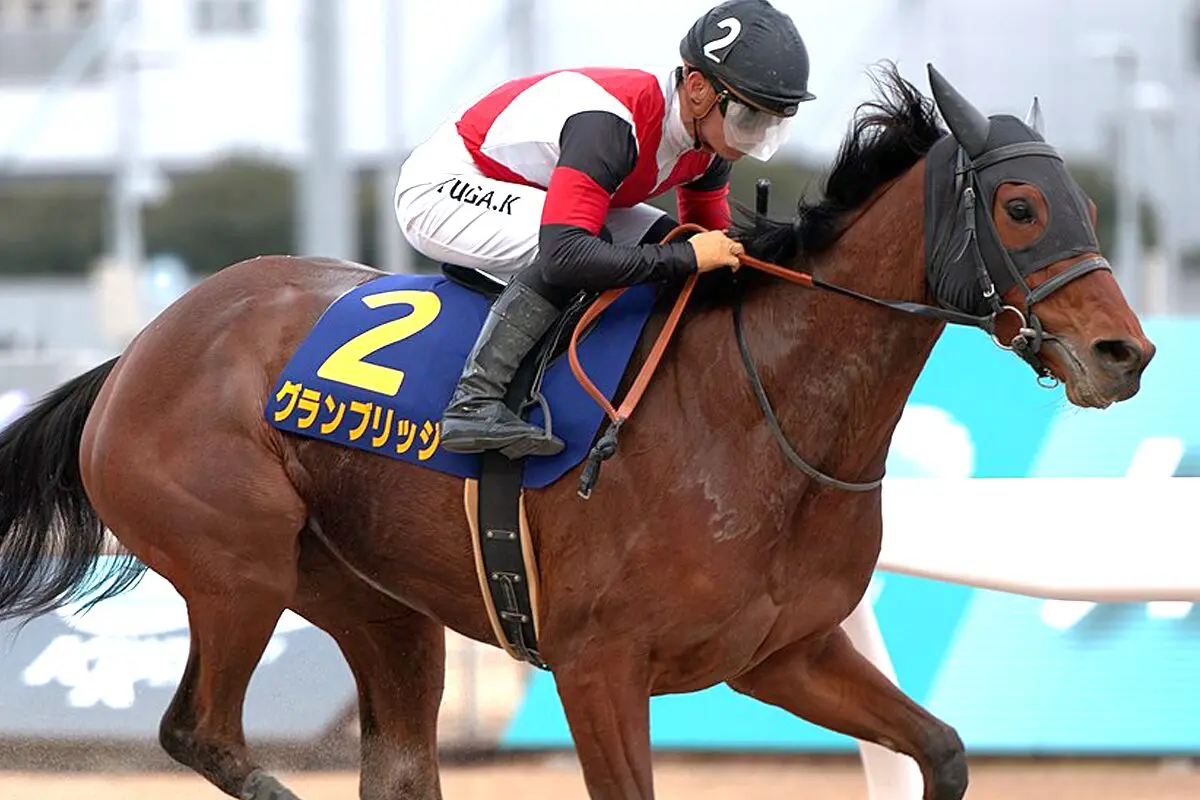 【川崎記念2025予想】連対率100%の舞台で挑むグランブリッジの逆襲