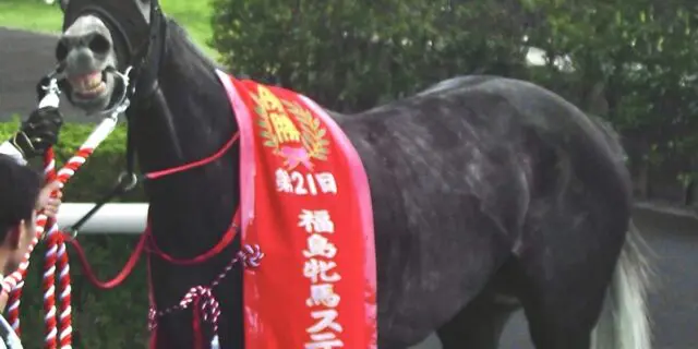 牝馬重賞戦線を賑わせたコスタボニータが引退、繁殖牝馬に