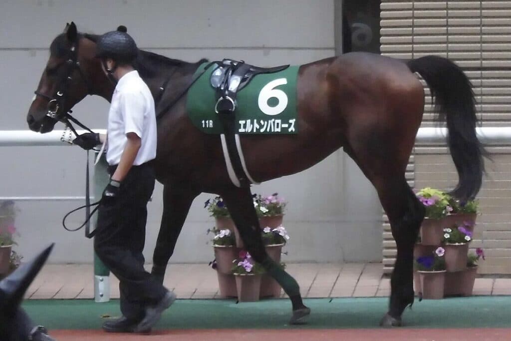 【JRA中京記念2025予想】マイルCS・2着馬エルトンバローズ、真価われる復帰初戦