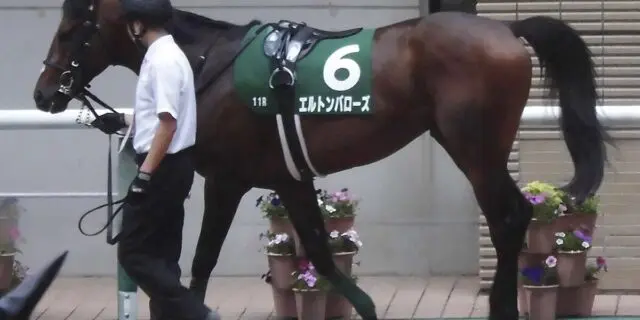 【JRA中京記念2025予想】マイルCS・2着馬エルトンバローズ、真価われる復帰初戦