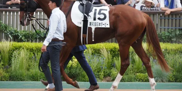 七夕賞・3着のノッキングポイントが屈腱炎を発症、9ヶ月以上の休養を要する見込み