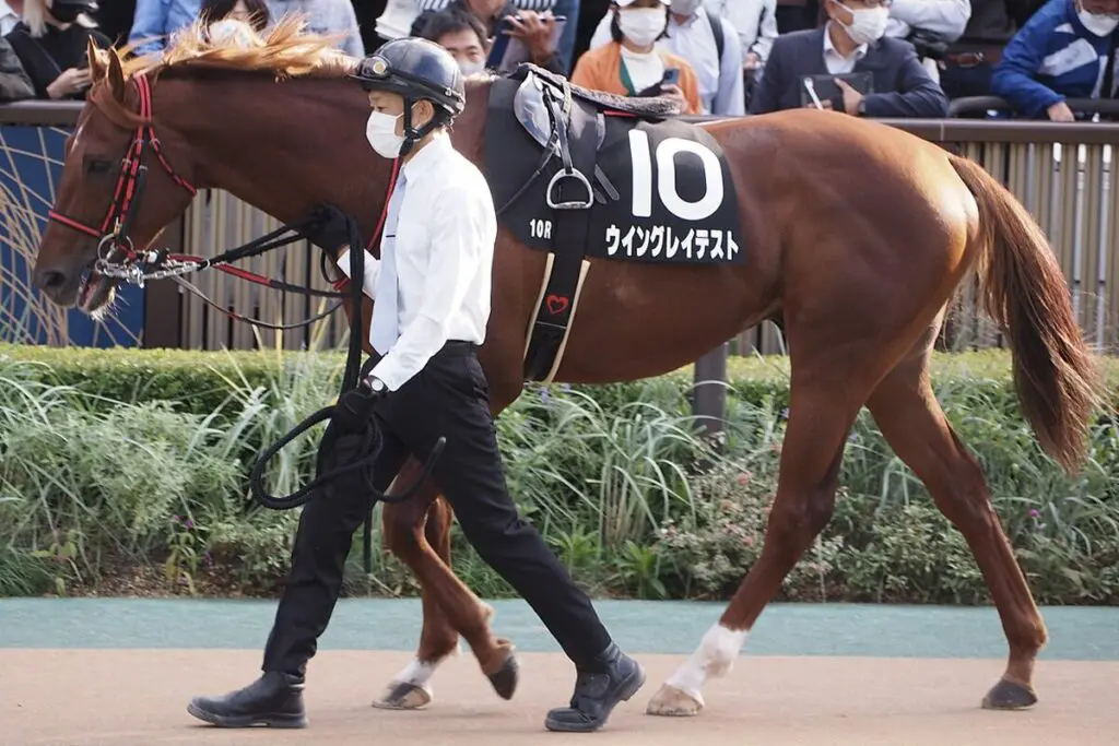 【アイビスSD予想2024】ウイングレイテストは危険な人気馬か?59kgで初の千直こなせるか