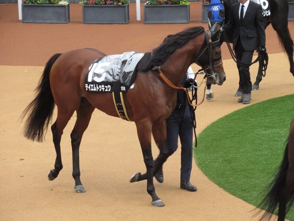 【サマーチャンピオン2024予想】ダッシュ力上位のテイエムトッキュウに期待