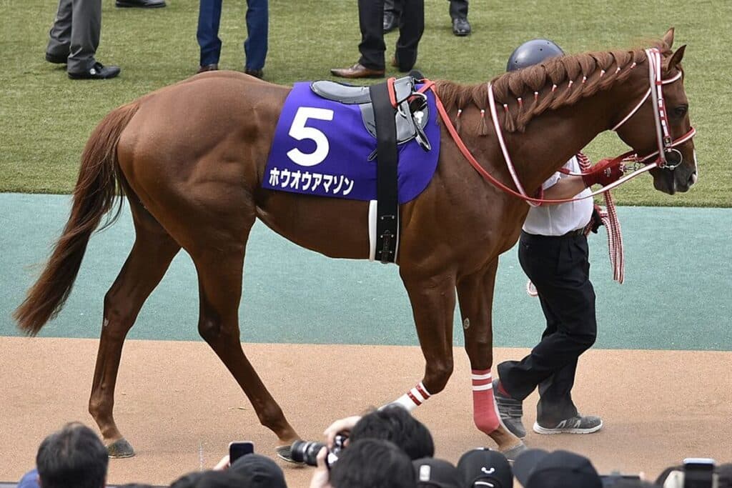 ホウオウアマゾンが現役を引退、今後は種牡馬へ