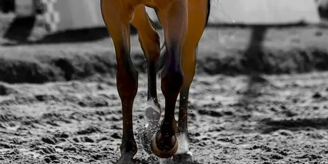 【丹頂ステークス2025予想】ニシノレヴナント、近走不振から巻き返し狙う