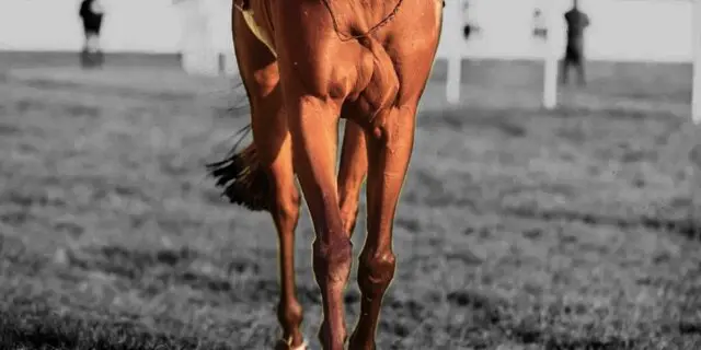 【シンザン記念2026予想】モノポリオ、距離短縮はプラスか?