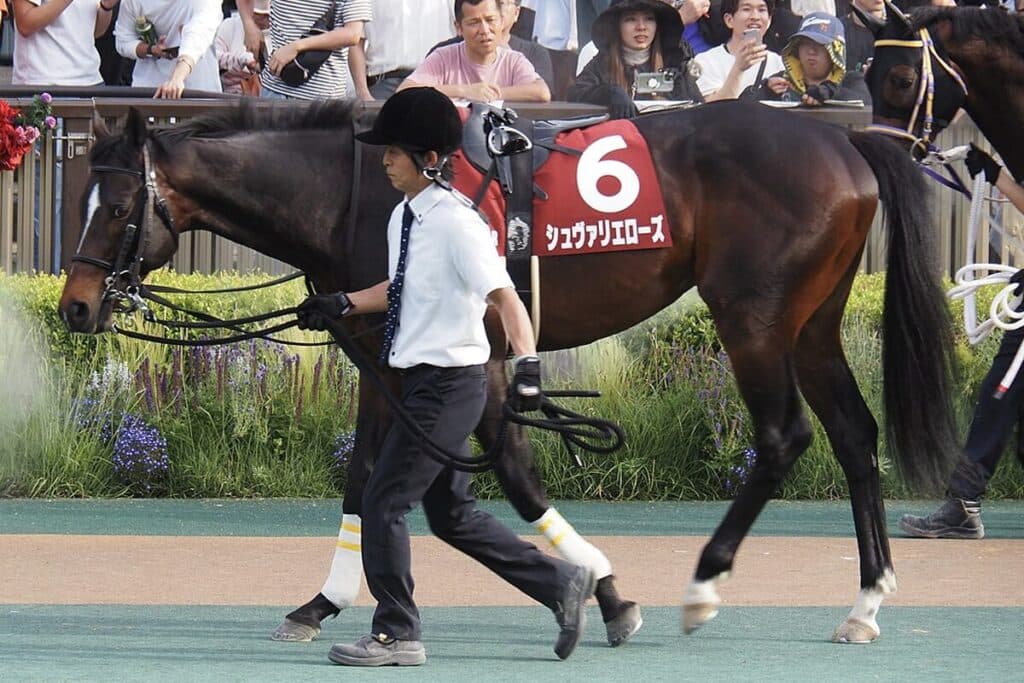 【ステイヤーズS予想2024】初の58kgで一気の6F延長、シュヴァリエローズはどこまで信頼できる?